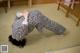 A woman in a black and white patterned pajamas doing a handstand.